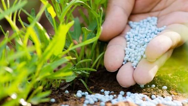 Selling fertilizer at expensive price in Koppal department clarified 