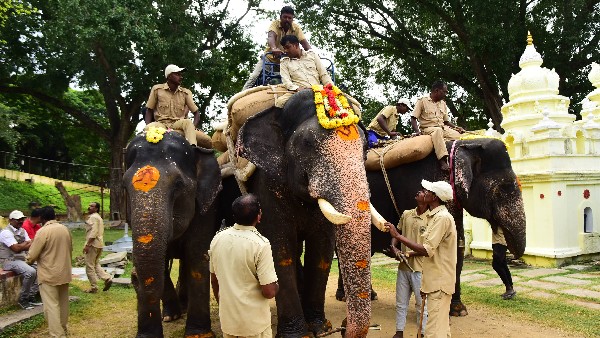  ಆನೆಗಳೊಂದಿಗೆ ಕಾಲ ಕಳೆಯುವ ಕಾವಾಡಿಗರ ಮಕ್ಕಳು 