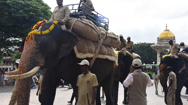 ಜಂಬೂಸವಾರಿಗೆ ಅಭಿಮನ್ಯು ಲೀಡರ್ 