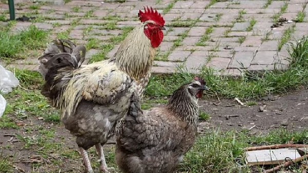 2018ರಲ್ಲಿ 5 ಕೋಳಿ ಖರೀದಿಸಿದ್ದ ಮನೆ ಮಾಲೀಕ ಮೈಕಲ್ 