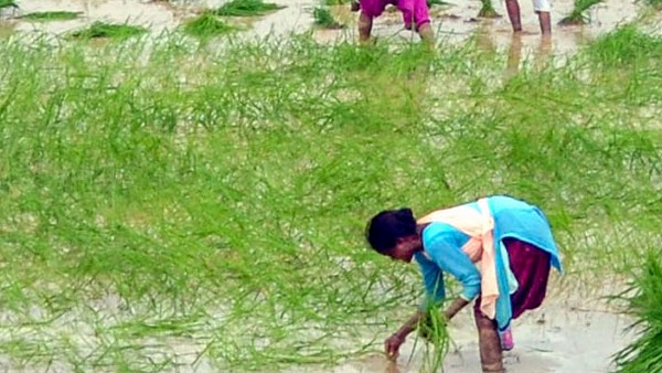  ಭತ್ತದ ಉತ್ಪಾದನೆ ಮೇಲೆ ಕೆಟ್ಟ ಪರಿಣಾಮ