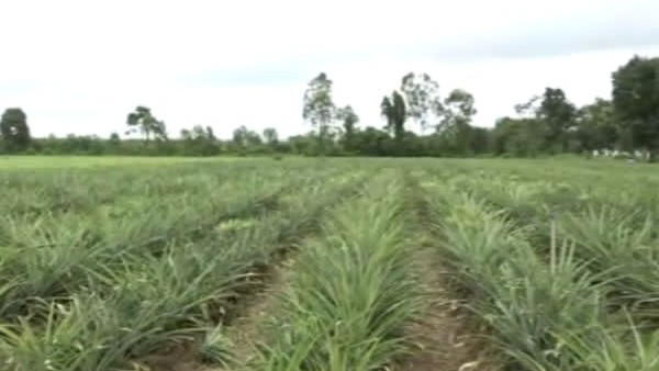  ಕಾಡಿದ್ದ ಕೂಲಿಕಾರರ ಸಮಸ್ಯೆ 