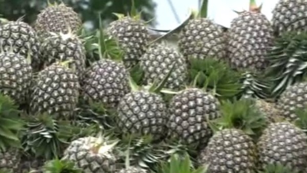  ಎರಡೂವರೆ ಕೆ.ಜಿ ತೂಗವ ನೂತನ ತಳಿ 