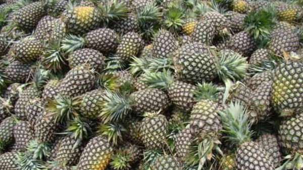  ಎಂಡಿ –2 ತಳಿಗೂ ಆದ್ಯತೆ ನೀಡಲು ಸಲಹೆ 