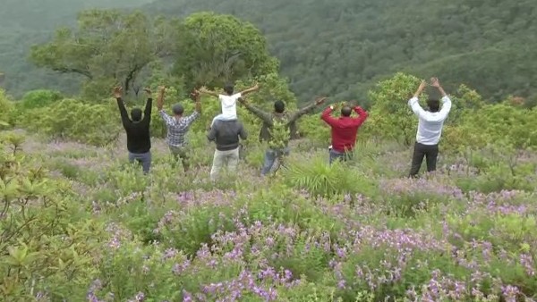 The specialty of Chikkamagalur Kuranji flower that blooms once in 12 years
