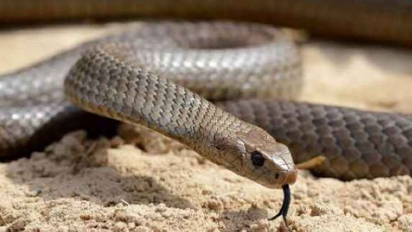 ಅಮೆರಿಕಾದಲ್ಲಿ ವ್ಯಕ್ತಿಯ ಬಂಧನ 