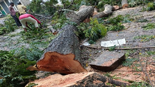 ಮರಗಳ ಉಳಿವಿಗೆ ಹೋರಾಟ ಅಗತ್ಯ 