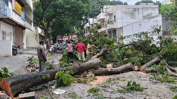 ಜನರಿಂದಲೇ ಮರ ಕಡಿಯುವಂತೆ ಅರ್ಜಿ 