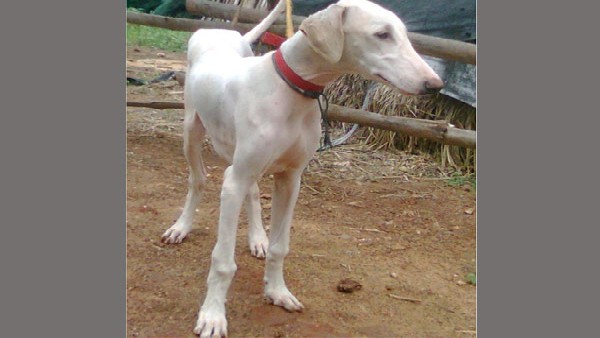 ಪ್ರಧಾನಿಯಿಂದ ಪ್ರಶಂಸೆ ಪಡೆದಿದ್ದ ಪ್ರಧಾನಿಯಿಂದ ಪ್ರಶಂಸೆ ಪಡೆದಿದ್ದ