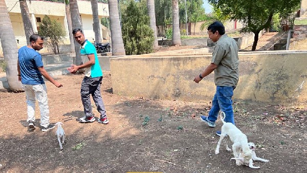 ಭಾರತೀಯ ಸೇನೆಯಲ್ಲಿರುವ ಏಕೈಕ ದೇಶಿ ತಳಿ ಭಾರತೀಯ ಸೇನೆಯಲ್ಲಿರುವ ಏಕೈಕ ದೇಶಿ ತಳಿ