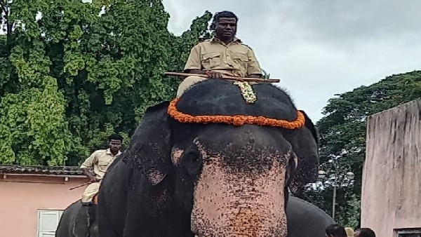 Mysuru Dasara celebration: Which elephant stronger in weight test?