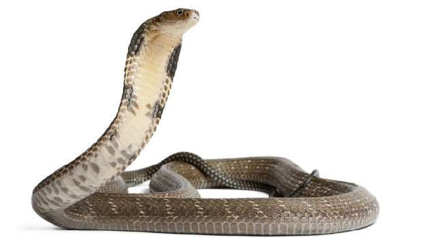 ನಾಗ ಪಂಚಮಿ ಮತ್ತು ಶ್ರೀ ಕೃಷ್ಣನ ಸಂಬಂಧ