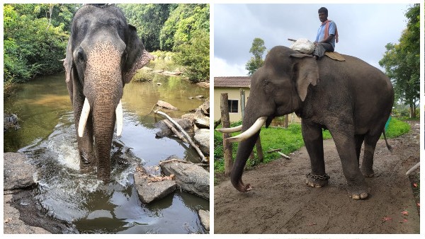 Forest Department Released the List of 14 Elephants for Dasara Jabmbo Savari 