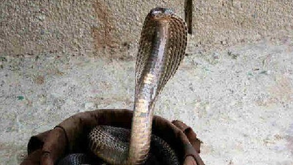 ಸಾಗರ ಮಂಥನದಲ್ಲಿ ವಾಸುಕಿ ನಾಗನ ಪ್ರಾಮುಖ್ಯತೆ