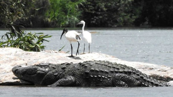 ಕಪ್ಪು-ತಲೆಯ ಐಬಿಸ್ ಪಕ್ಷಿಗಳ ತಾಣ 
