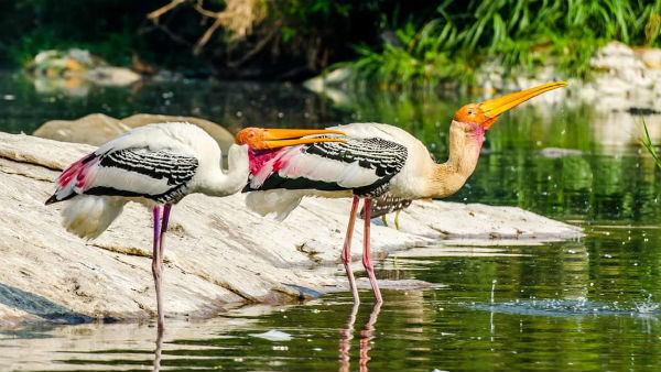 ಭಾರತದಲ್ಲಿ ಈಗ 42 ರಾಮ್‌ಸರ್ ಸೈಟ್‌ಗಳು 