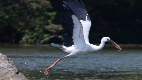 ಚಿಲಿಕಾ ಸರೋವರ ಭಾರತದ ಮೊದಲ ರಾಮ್ಸಾರ್‌ ತಾಣ 
