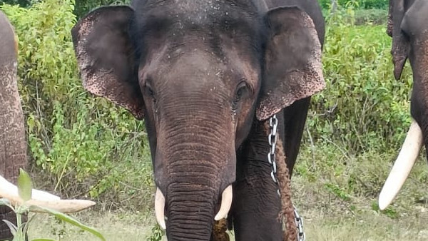 ಸಲಗ ಬದಲು ಮರಿಯಾನೆ ಹಿಡಿಯದಿದ್ದಕ್ಕೆ ಆಕ್ರೋಶ