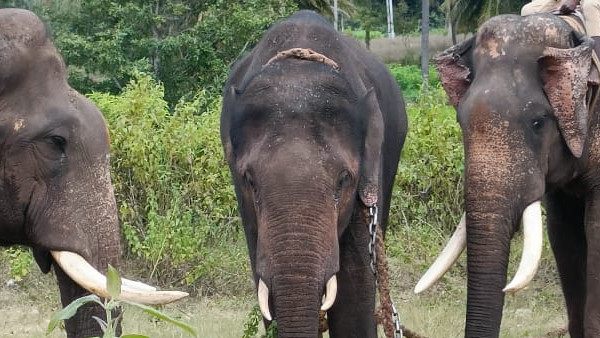 ಗ್ರಾಮಸ್ಥರ ಹಿತದೃಷ್ಟಿಯಿಂದ 3ನೇ ಆನೆ ಸೆರೆಗೆ ಒಪ್ಪಿಗೆ