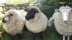 Application invited for built up sheep and poultry breeding unit with subsidy