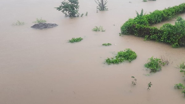  ಭತ್ತ, ಜೋಳದ ಬೆಳೆಗಳಿಗೆ ಹಾನಿ 
