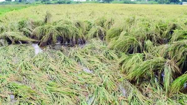  ಒಂದು ಲಕ್ಷಕ್ಕೂ ಹೆಚ್ಚು ಹೆಕ್ಟೇರ್‌ ಬೆಳೆ ನಷ್ಟ 