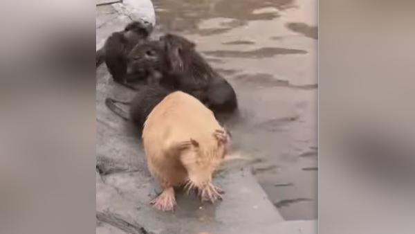 ನೆಟ್ಟಿಗರ ಕಾಮಿಡಿ ಕಾಮೆಂಟ್