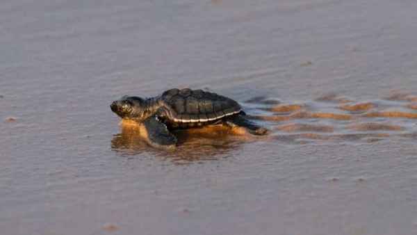 Rare Video: Snake and Tortoise Fight - Who Wins?