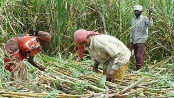  Central government hikes sugarcane FRP Karnataka Farmers Opposed 