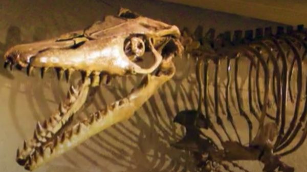 ಹಿಂಸಾತ್ಮಕವಾಗಿ ಆಕ್ರಮಣ ಮಾಡುವ ಥಲಸೋಟಿಟನ್ ಅಟ್ರಾಕ್ಸ್