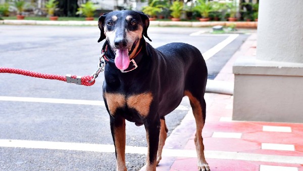 ಅತ್ಯಾಚಾರ ಆರೋಪಿ ಪತ್ತೆ 