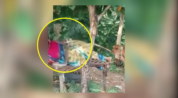 Video: Cobra on woman resting in farm