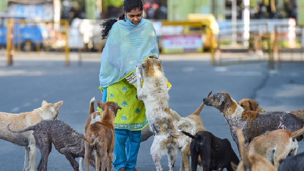 ಬೀದಿ ನಾಯಿ ಕಡಿತಕ್ಕೆ ಲಸಿಕೆಗಳು ಕಡಿಮೆ 