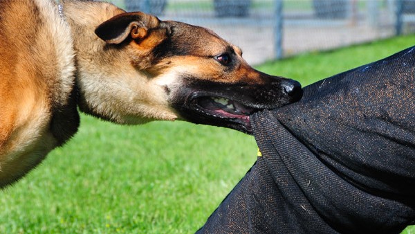  ಅಷ್ಟಕ್ಕೂ ನಾಯಿಗಳು ಕಚ್ಚುತ್ತಿರುವುದು ಏಕೆ?