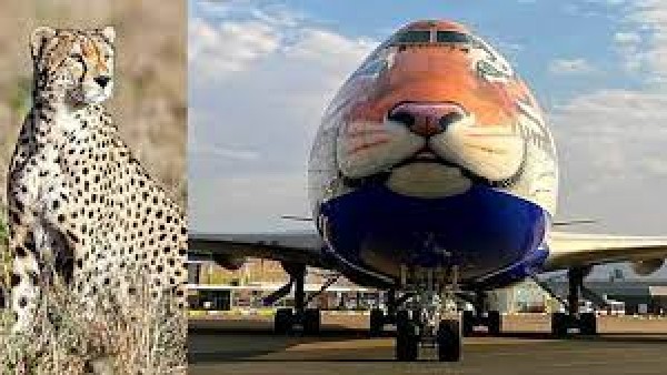  2008-09ರಲ್ಲಿ ಕಾಂಗ್ರೆಸ್ ಚಿರತೆಗಳನ್ನು ಭಾರತಕ್ಕೆ ತರುವ ಪ್ರಸ್ತಾವನೆ 