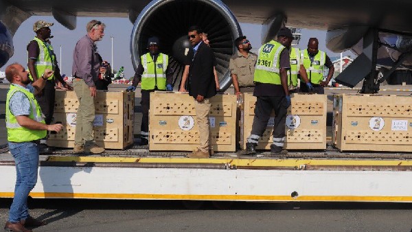  ಚಿರತೆಗಳು ಒಂದು ತಿಂಗಳ ಕಾಲ ಕ್ವಾರಂಟೈನ್ 