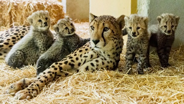 ಅರಮನೆಯ ಕೊಠಡಿಯಲ್ಲಿ ಚಿರತೆಗಳ ತಲೆ ನೇತು ಹಾಕಿದ್ದರು ಅರಮನೆಯ ಕೊಠಡಿಯಲ್ಲಿ ಚಿರತೆಗಳ ತಲೆ ನೇತು ಹಾಕಿದ್ದರು