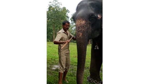 Mysuru Dasara 2022: 5 more dasara elephants to enter palace 