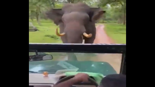 Video: Elephant attack in Kabini- Jeep escape