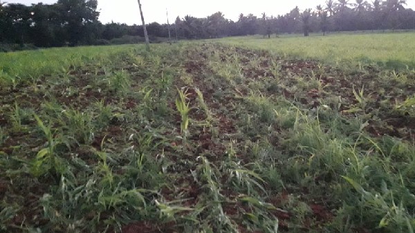  ಜಲಾವೃತವಾಗಿದ್ದ ರುದ್ರಾಪುರ ಗ್ರಾಮ 
