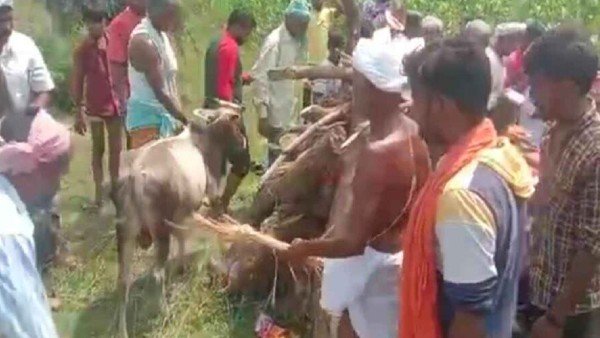 ಮಗನಂತೆ ಅಂತ್ಯಸಂಸ್ಕಾರ ಮಾಡಿದ ಕರು 