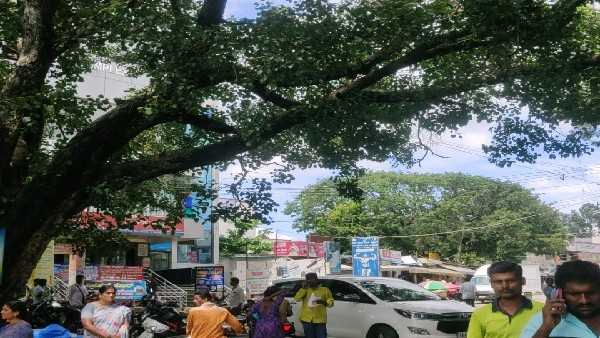 Bidadis 90 Year Old Huge Tree in Danger Of Falling Down Stirring Panic to Locals