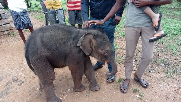 Abandoned Baby Elephant Gets Shelter by Kondanagundi villagers