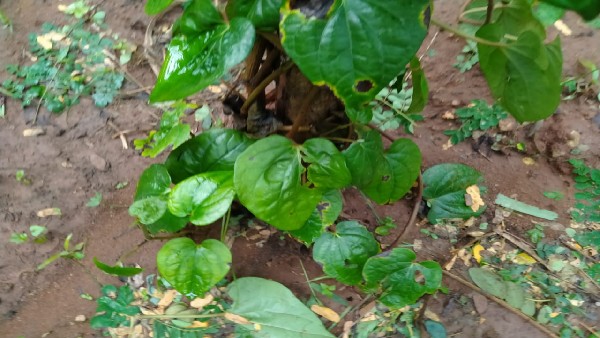 ವೀಳ್ಯದೆಲೆಯಲ್ಲಿರುವ ಪ್ರಮುಖ ಅಂಶಗಳು ವೀಳ್ಯದೆಲೆಯಲ್ಲಿರುವ ಪ್ರಮುಖ ಅಂಶಗಳು