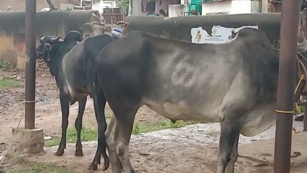 Lumpy skin disease in cattle worries livestock farmers in Lakshmeshwara