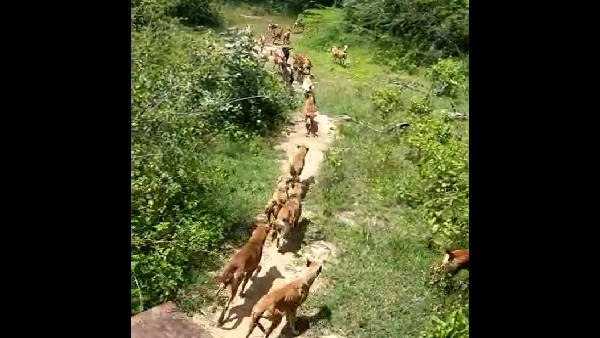 Haliyala Municipality released stray dogs into forest: Animal lovers outraged