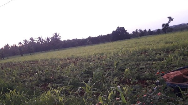  ಕೆರೆಗಳ ಹರಾಜಿನಿಂದ ಬಂದ ಹಣ? 