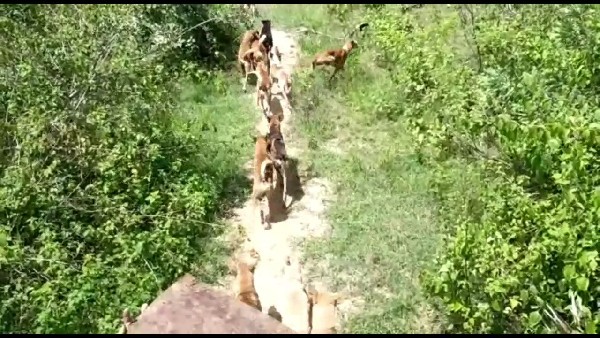  ನಾಯಿ ಕಡಿತಕ್ಕೊಳಗಾದವರಿಗೆ ಚಿಕಿತ್ಸೆ 