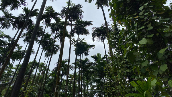 ಫಸಲಿಗೆ ಬಂದಿದ್ದ ಅಡಿಕೆ ಬೆಳೆ ಮಣ್ಣುಪಾಲು