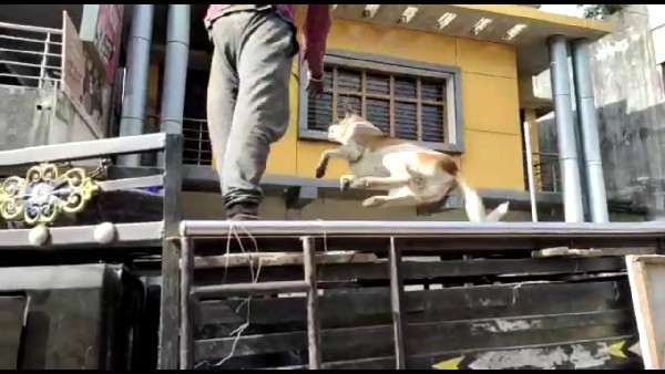  ನಾಯಿಗಳ ಸಂತತಿ ಕಡಿಮೆ ಮಾಡಲು ಪ್ಲಾನ್‌ 